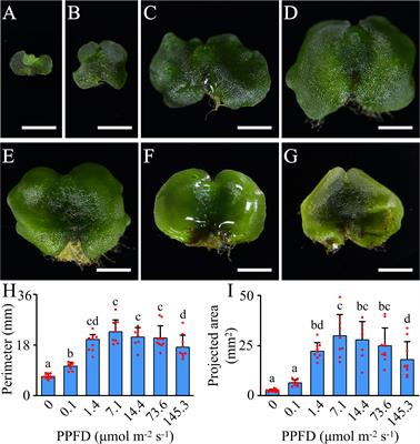 Light response of gametophyte in Adiantum flabellulatum: transcriptome analysis and identification of key genes and pathways